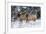 Rocky Mountains, Wyoming. Elk, Cervus Elaphus, Females in Snow-Larry Ditto-Framed Photographic Print