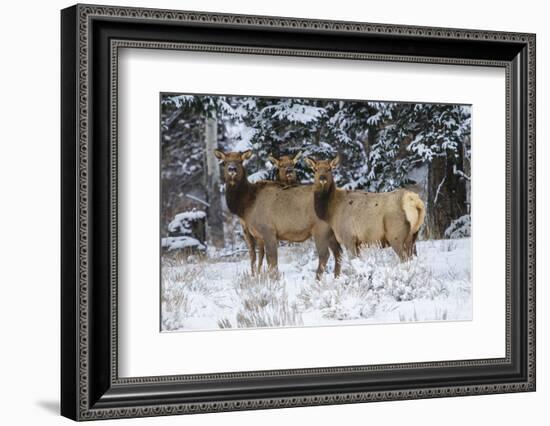 Rocky Mountains, Wyoming. Elk, Cervus Elaphus, Females in Snow-Larry Ditto-Framed Photographic Print