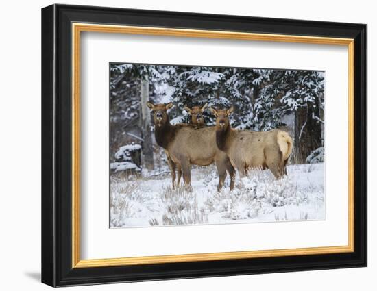 Rocky Mountains, Wyoming. Elk, Cervus Elaphus, Females in Snow-Larry Ditto-Framed Photographic Print