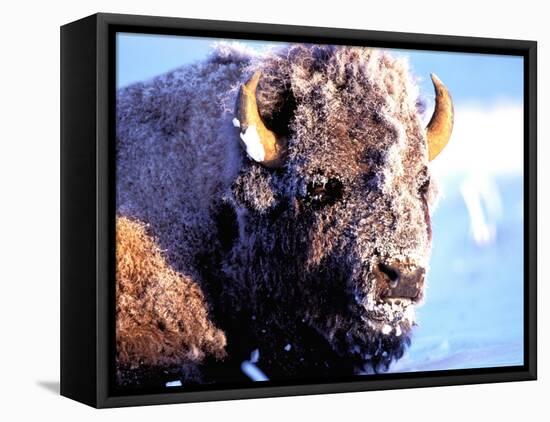 Rocky Mt. Bison, Yellowstone National Park, Wyoming, USA-Gavriel Jecan-Framed Premier Image Canvas