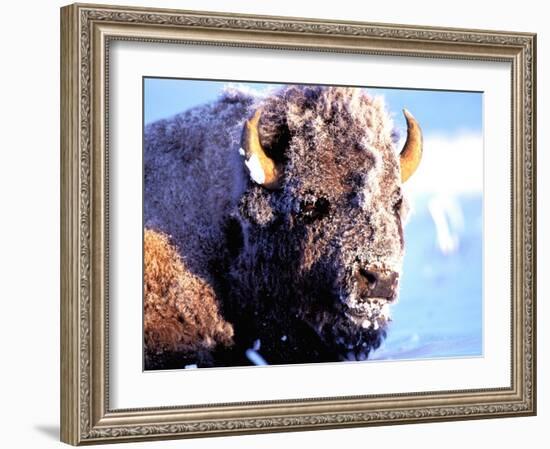 Rocky Mt. Bison, Yellowstone National Park, Wyoming, USA-Gavriel Jecan-Framed Photographic Print