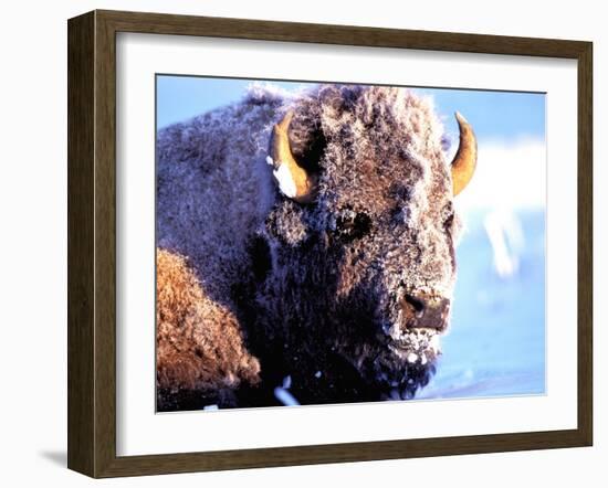 Rocky Mt. Bison, Yellowstone National Park, Wyoming, USA-Gavriel Jecan-Framed Photographic Print