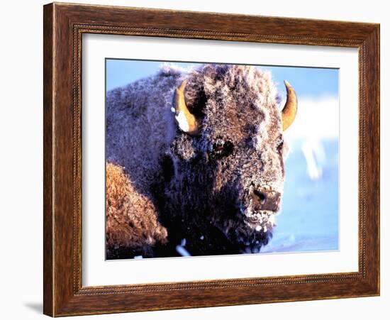 Rocky Mt. Bison, Yellowstone National Park, Wyoming, USA-Gavriel Jecan-Framed Photographic Print