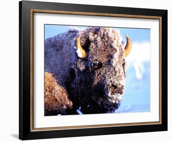 Rocky Mt. Bison, Yellowstone National Park, Wyoming, USA-Gavriel Jecan-Framed Photographic Print