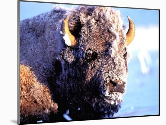 Rocky Mt. Bison, Yellowstone National Park, Wyoming, USA-Gavriel Jecan-Mounted Photographic Print