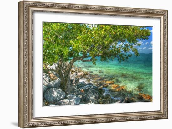 Rocky Shore Tree-Robert Goldwitz-Framed Photographic Print