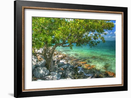 Rocky Shore Tree-Robert Goldwitz-Framed Photographic Print