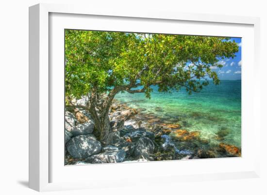 Rocky Shore Tree-Robert Goldwitz-Framed Photographic Print