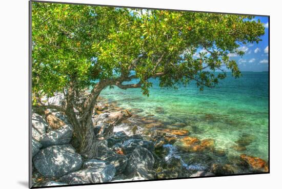 Rocky Shore Tree-Robert Goldwitz-Mounted Photographic Print