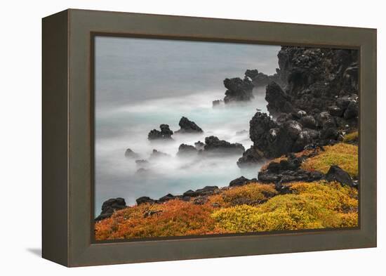 Rocky shoreline covered in Sesuvium, South Plaza Island, Galapagos Islands, Ecuador.-Adam Jones-Framed Premier Image Canvas