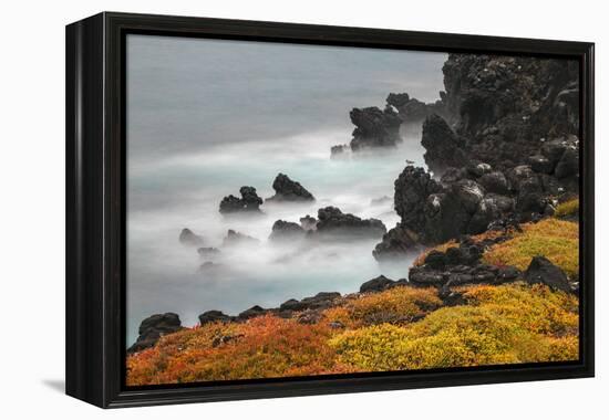 Rocky shoreline covered in Sesuvium, South Plaza Island, Galapagos Islands, Ecuador.-Adam Jones-Framed Premier Image Canvas