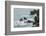 Rocky shoreline of South Plaza Island, Galapagos Islands, Ecuador.-Adam Jones-Framed Photographic Print