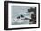 Rocky shoreline of South Plaza Island, Galapagos Islands, Ecuador.-Adam Jones-Framed Photographic Print