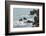 Rocky shoreline of South Plaza Island, Galapagos Islands, Ecuador.-Adam Jones-Framed Photographic Print