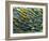 Rod Cells-Steve Gschmeissner-Framed Photographic Print