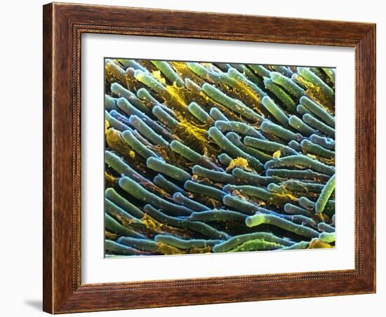 Rod Cells-Steve Gschmeissner-Framed Photographic Print