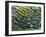 Rod Cells-Steve Gschmeissner-Framed Photographic Print