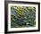 Rod Cells-Steve Gschmeissner-Framed Photographic Print