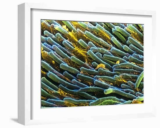 Rod Cells-Steve Gschmeissner-Framed Photographic Print