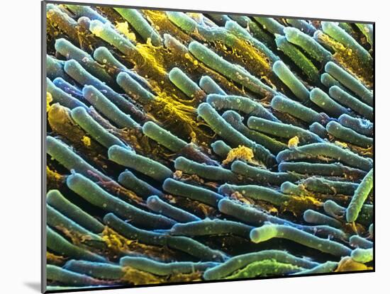 Rod Cells-Steve Gschmeissner-Mounted Photographic Print