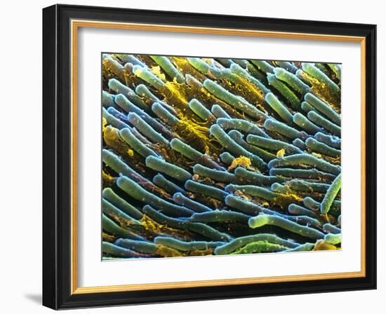 Rod Cells-Steve Gschmeissner-Framed Photographic Print