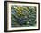 Rod Cells-Steve Gschmeissner-Framed Photographic Print