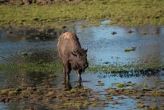 American bison, Hayden Valley, Yellowstone National Park, Wyoming, USA-Roddy Scheer-Photographic Print