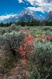 Scarlet gilia, Grand Tetons, Grand Teton National Park, Wyoming, USA-Roddy Scheer-Photographic Print