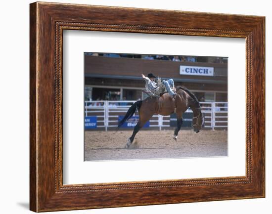 Rodeo at Calgary Stampede, Calgary, Alberta, Canada-null-Framed Art Print