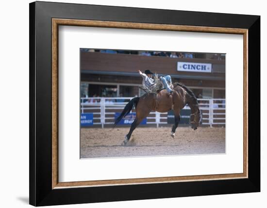 Rodeo at Calgary Stampede, Calgary, Alberta, Canada-null-Framed Art Print