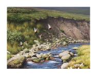 Grouse by a Moorland Stream-Rodger McPhail-Limited Edition