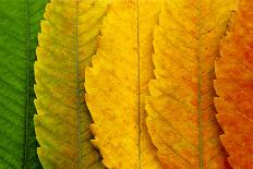 Close Up of Autumn Leaves-rodho-Photographic Print