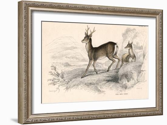 Roe Deer (Capreolus Capreolu), Eurasian Species of Deer, 1828-null-Framed Giclee Print