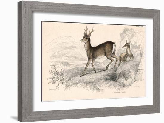 Roe Deer (Capreolus Capreolu), Eurasian Species of Deer, 1828-null-Framed Giclee Print