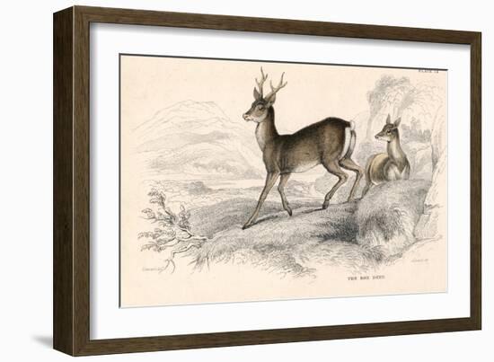 Roe Deer (Capreolus Capreolu), Eurasian Species of Deer, 1828-null-Framed Giclee Print