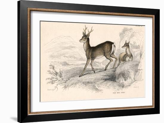 Roe Deer (Capreolus Capreolu), Eurasian Species of Deer, 1828-null-Framed Giclee Print