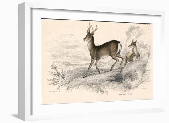 Roe Deer (Capreolus Capreolu), Eurasian Species of Deer, 1828-null-Framed Giclee Print