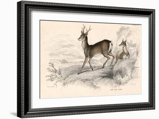 Roe Deer (Capreolus Capreolu), Eurasian Species of Deer, 1828-null-Framed Giclee Print