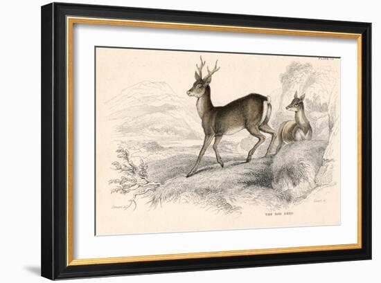 Roe Deer (Capreolus Capreolu), Eurasian Species of Deer, 1828-null-Framed Giclee Print