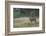 Roe Deer (Capreolus Capreolus) Buck in a Meadow in Summer, Cairngorms Np, Scotland, UK, August 2010-Mark Hamblin-Framed Photographic Print