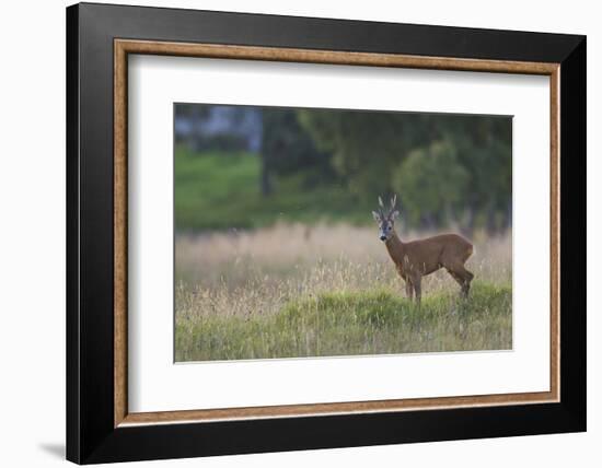 Roe Deer (Capreolus Capreolus) Buck in a Meadow in Summer, Cairngorms Np, Scotland, UK, August 2010-Mark Hamblin-Framed Photographic Print