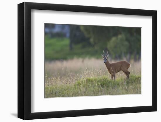 Roe Deer (Capreolus Capreolus) Buck in a Meadow in Summer, Cairngorms Np, Scotland, UK, August 2010-Mark Hamblin-Framed Photographic Print