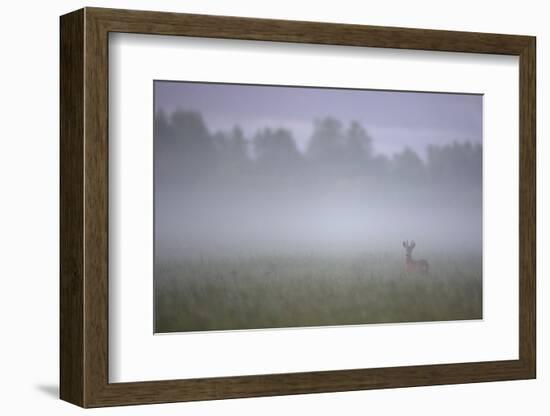 Roe Deer (Capreolus Capreolus) Buck in Wet Meadow at Dawn, Nemunas Delta, Lithuania, June 2009-Hamblin-Framed Photographic Print
