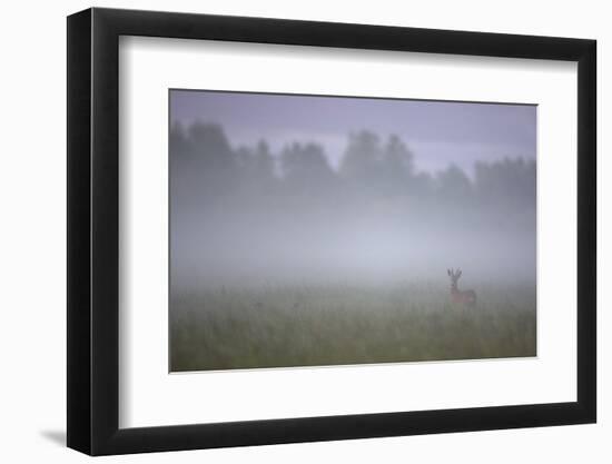 Roe Deer (Capreolus Capreolus) Buck in Wet Meadow at Dawn, Nemunas Delta, Lithuania, June 2009-Hamblin-Framed Photographic Print