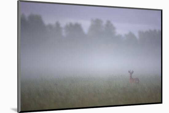 Roe Deer (Capreolus Capreolus) Buck in Wet Meadow at Dawn, Nemunas Delta, Lithuania, June 2009-Hamblin-Mounted Photographic Print