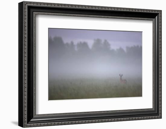 Roe Deer (Capreolus Capreolus) Buck in Wet Meadow at Dawn, Nemunas Delta, Lithuania, June 2009-Hamblin-Framed Photographic Print