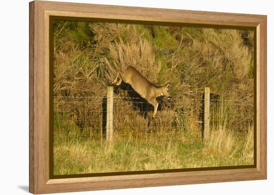 Roe Deer (Capreolus Capreolus) Doe Jumping Stock Fence, Scotland, UK, November 2011-Mark Hamblin-Framed Premier Image Canvas