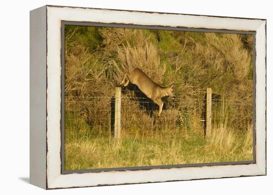 Roe Deer (Capreolus Capreolus) Doe Jumping Stock Fence, Scotland, UK, November 2011-Mark Hamblin-Framed Premier Image Canvas