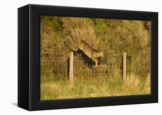 Roe Deer (Capreolus Capreolus) Doe Jumping Stock Fence, Scotland, UK, November 2011-Mark Hamblin-Framed Premier Image Canvas