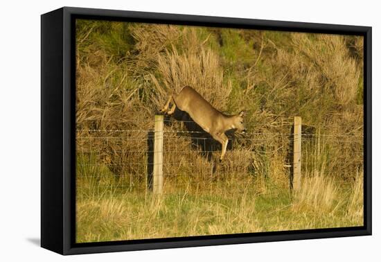 Roe Deer (Capreolus Capreolus) Doe Jumping Stock Fence, Scotland, UK, November 2011-Mark Hamblin-Framed Premier Image Canvas